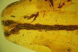 Fossil Thuja Twig (Pinales) & Mite (Acari) In Baltic Amber #142207-2